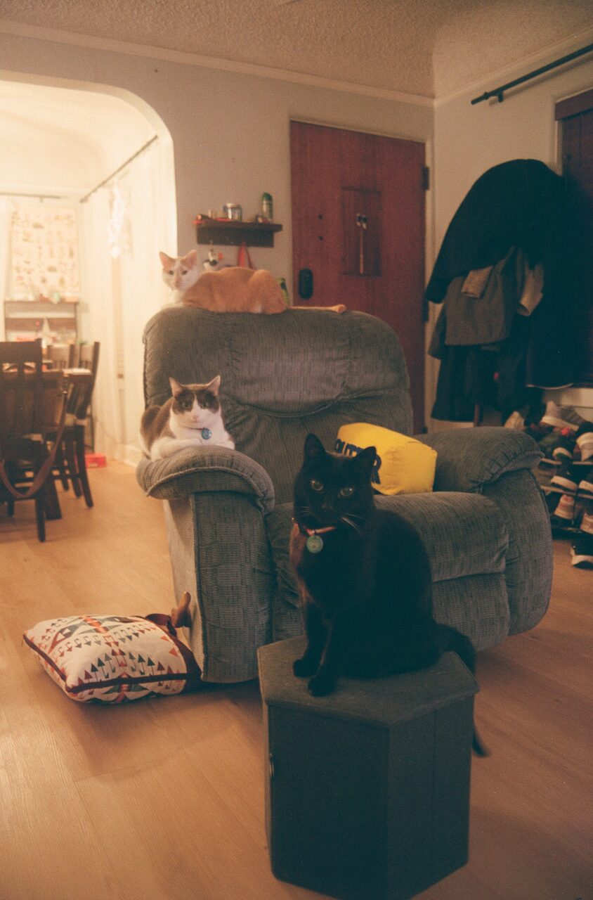 Cat tax